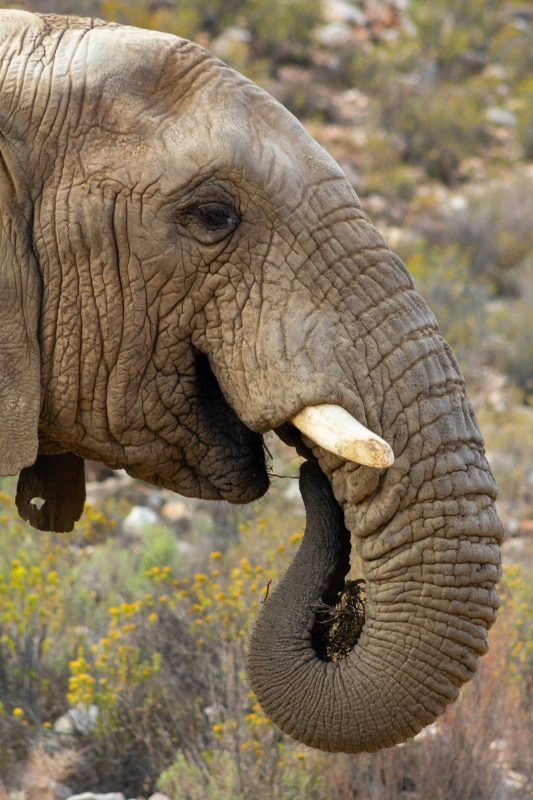Elephant