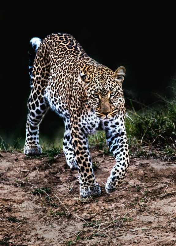 Leopard