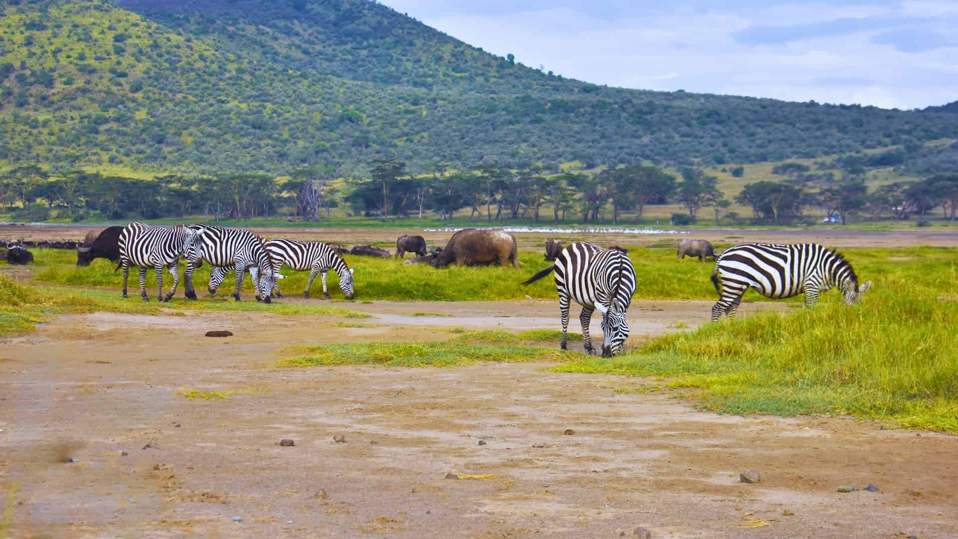 A-nature-photograpgh-showing-Zebras-and-Buffalos-grazing-inside-Lake-Nakuru-National-park-Kenya