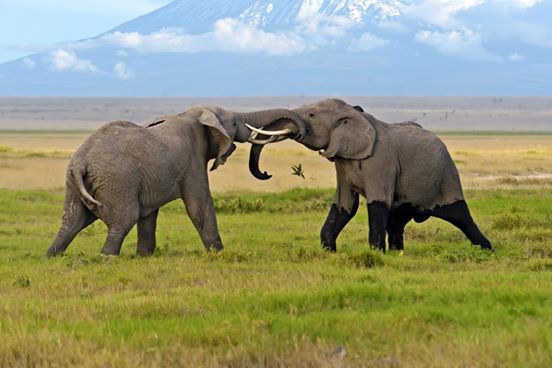 AMBOSELI-1