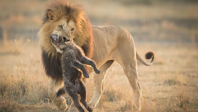 Amboseli-National-Park