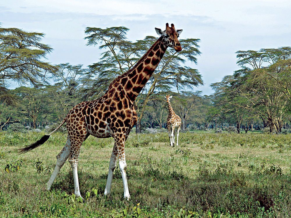 Giraffes-at-Lake-Nakuru-Kenya