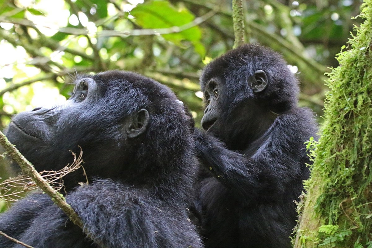 How-to-visit-Bwindi-impenetrable-national-park