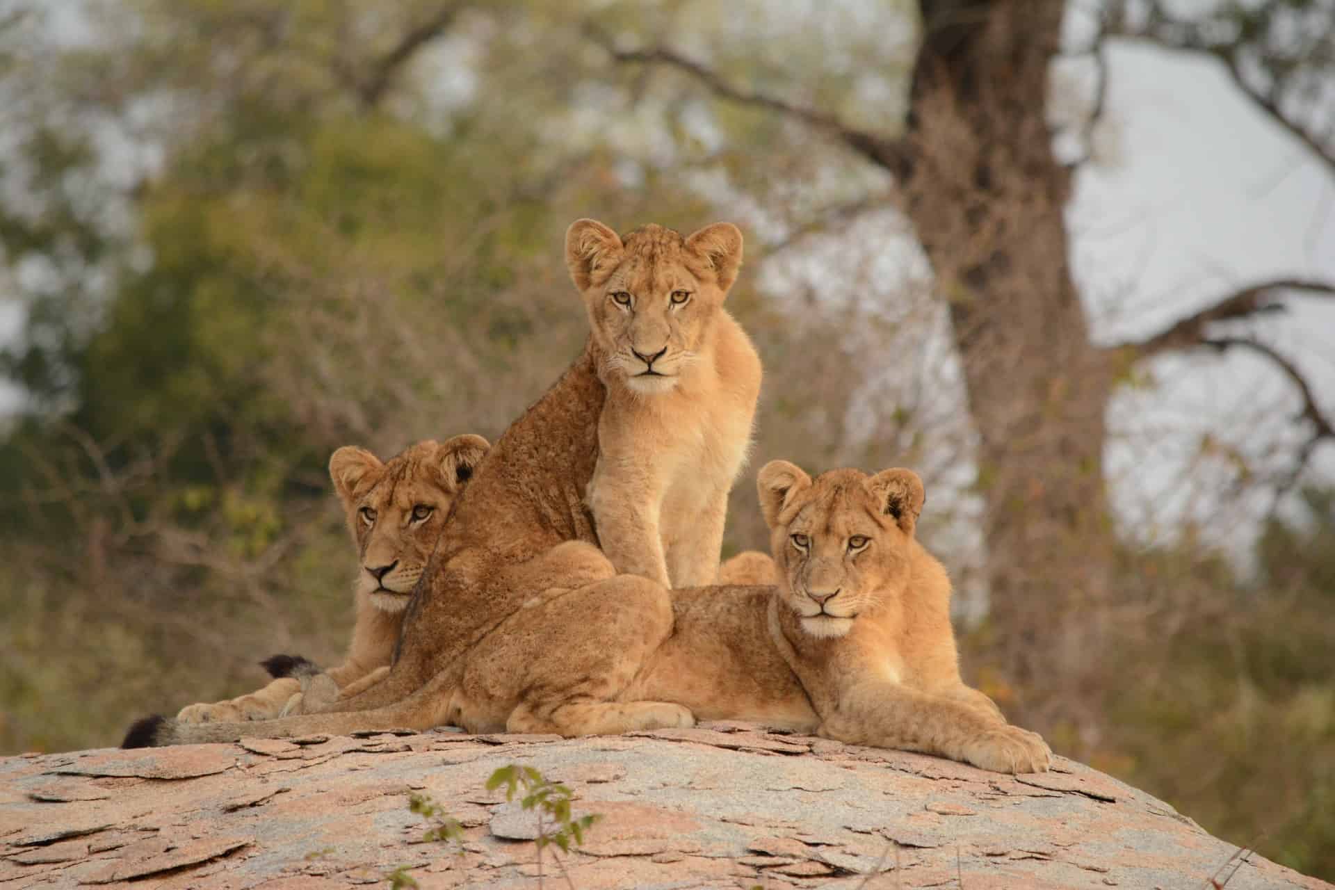 Kruger-National-Park