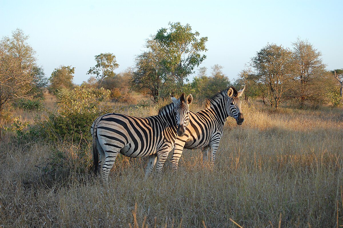 Kruger_Zebra
