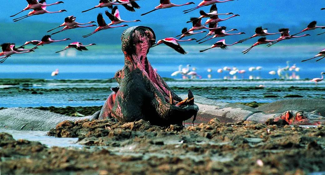 Lake-Nakuru-National-Park_hippo-and-flamingoes