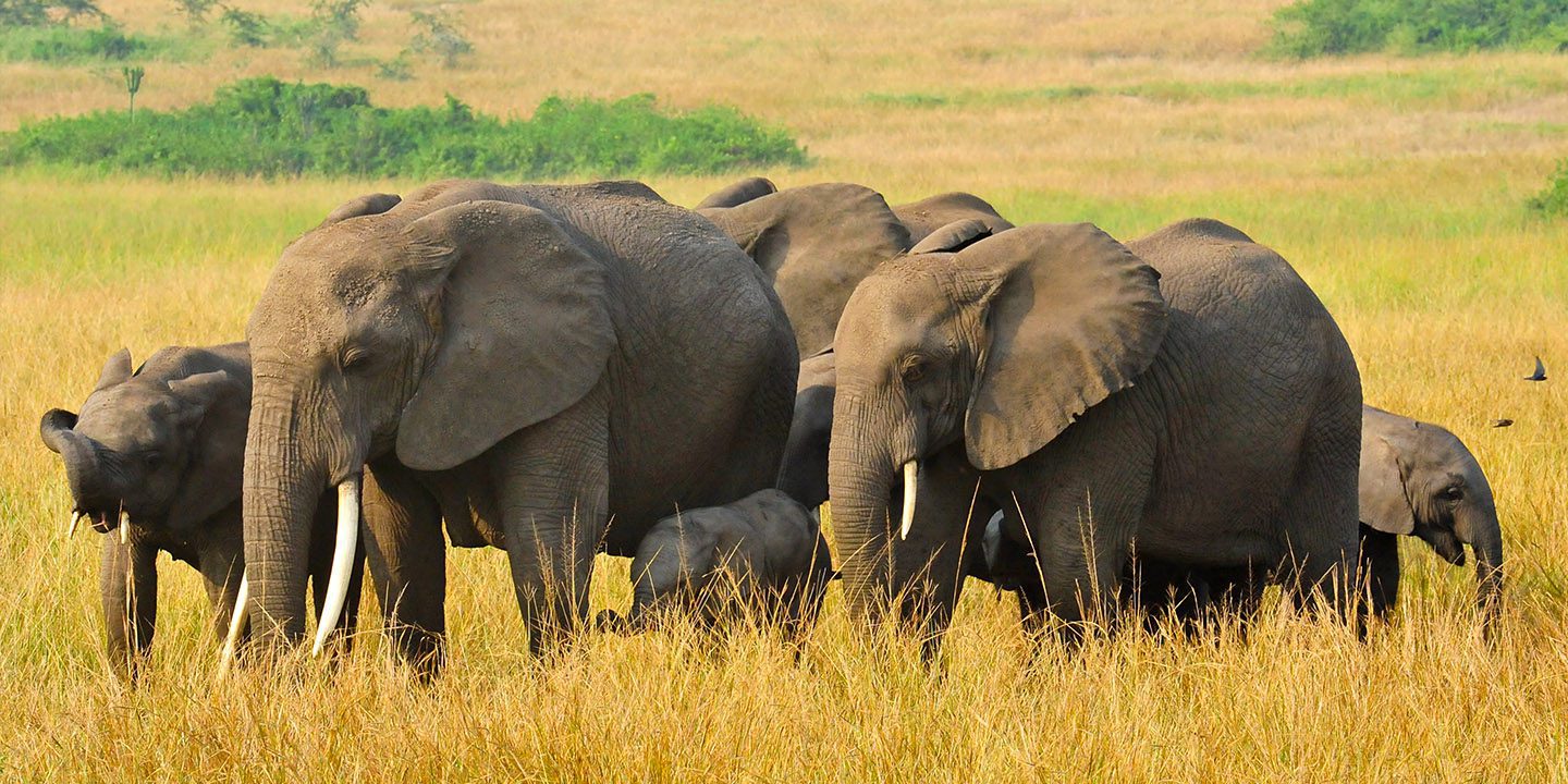 Queen-Elizabeth-National-Park