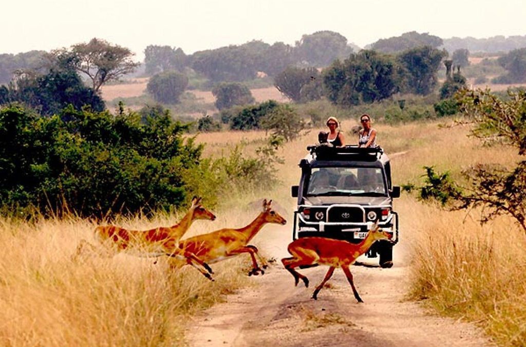 Things-to-do-on-Honeymoon-in-Queen-Elizabeth-National-Park-1024x675