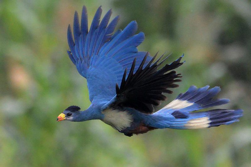 birds-in-bwindi_800x533