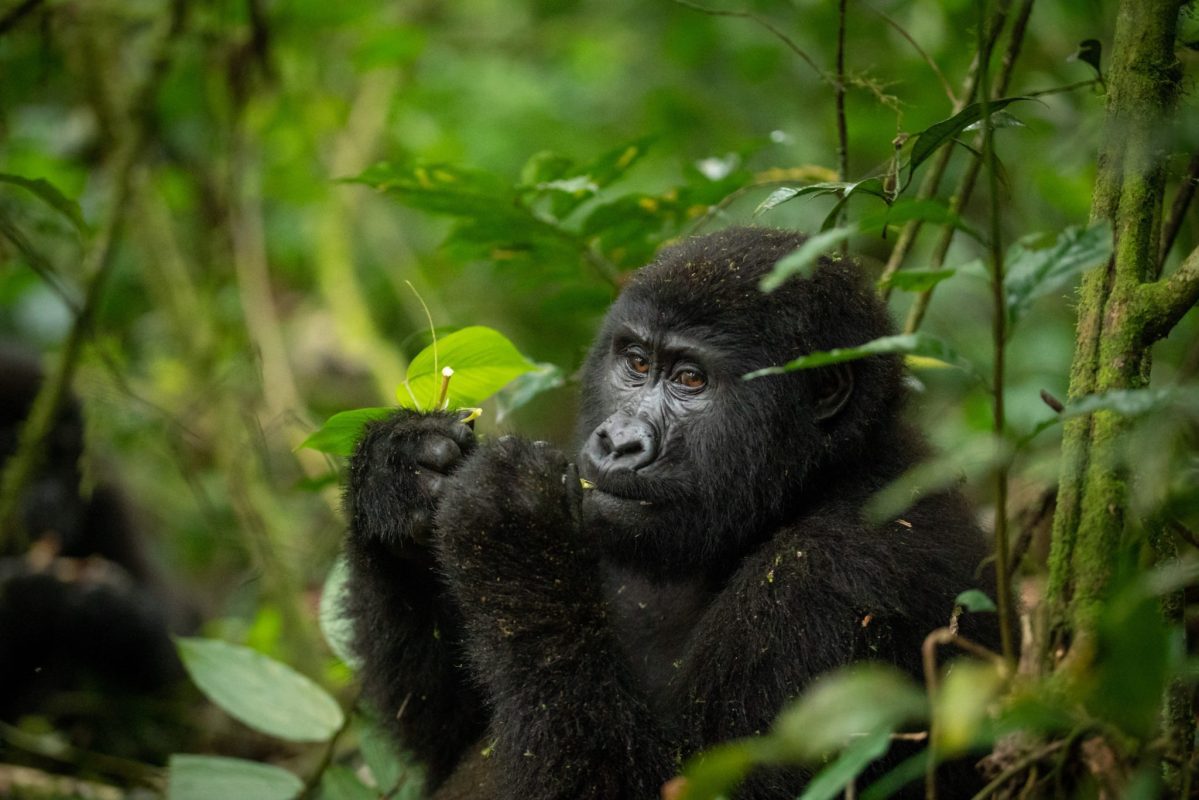 gorilla-uganda-primate-trekking-eating