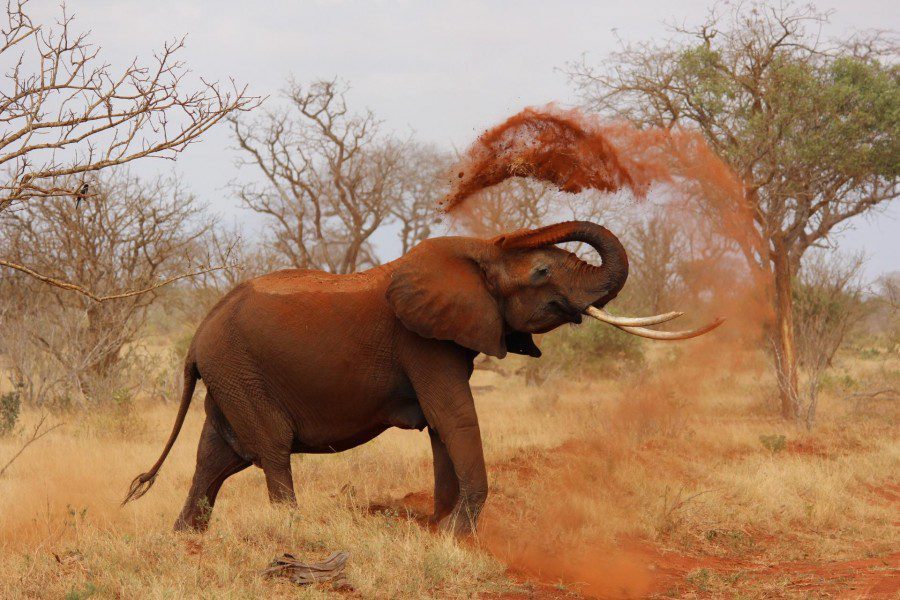 tsavo-east-national-park-1
