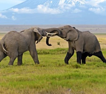 AMBOSELI-1