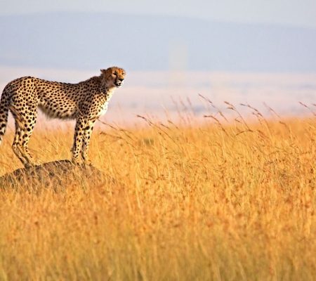 Africa-Kenya-Masai-Mara-Cheetah-on-termite-mound