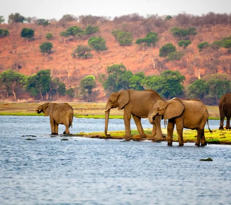 African-elephants-Botswana