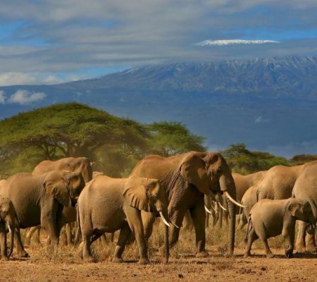 Amboseli-National-Park (1)
