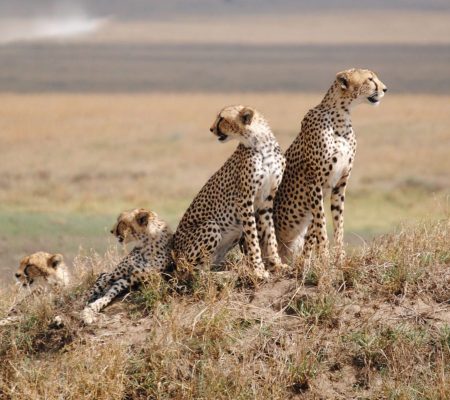 Day-4_Serengeti-National-Park