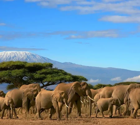 Feature_Image_KiliWithElephants