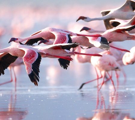 Flamingos-in-Lake-Nakuru-National-Parksss-1