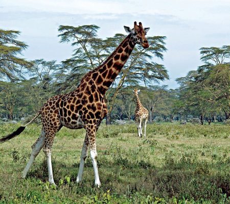Giraffes-at-Lake-Nakuru-Kenya