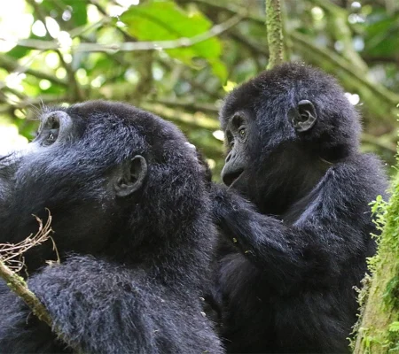 How-to-visit-Bwindi-impenetrable-national-park