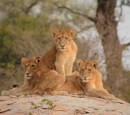 Kruger-National-Park