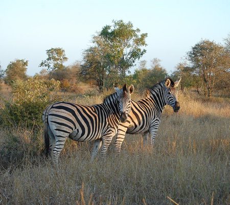Kruger_Zebra