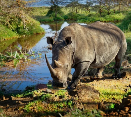 Lake-Nakuru-National-Park--scaled