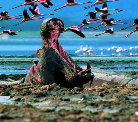 Lake-Nakuru-National-Park_hippo-and-flamingoes