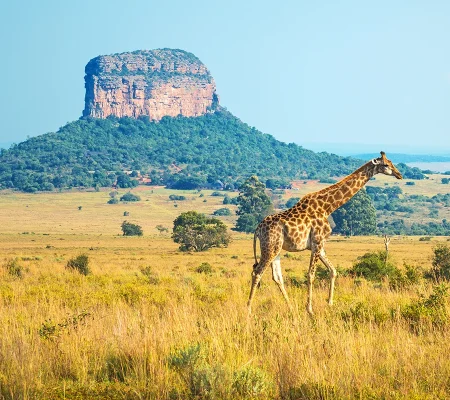 Limpopo-KRUGER-NATIONAL-PARK-IN-FOCUS-Main