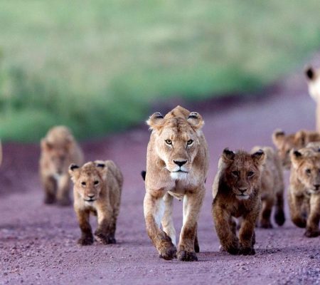 Ngorongoro-crater-animal