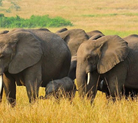Queen-Elizabeth-National-Park