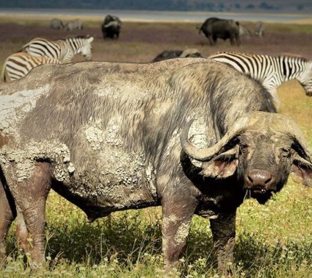 Tanzania-buffalo