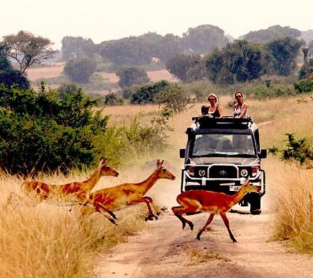Things-to-do-on-Honeymoon-in-Queen-Elizabeth-National-Park-1024x675