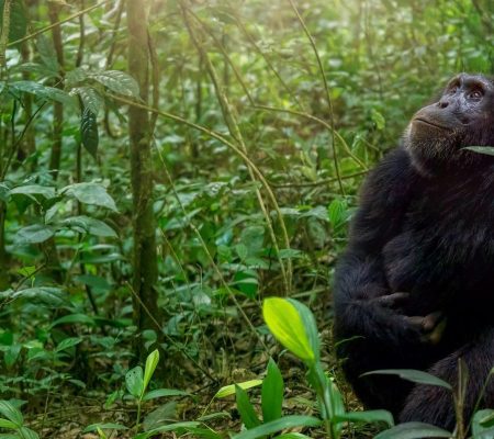 Uganda-Kibale-National-Park-1658360984