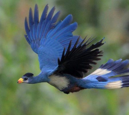 birds-in-bwindi_800x533