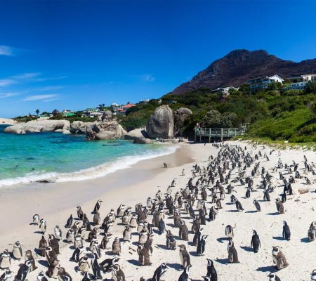 cape-point-tour-families
