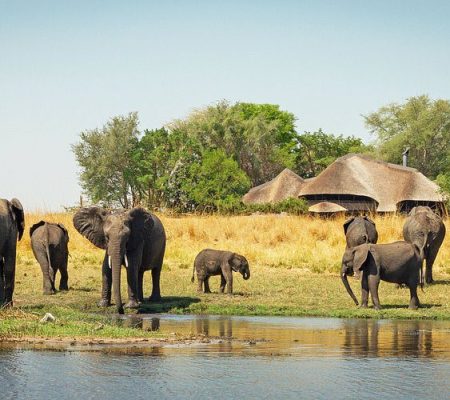 chobe-savanna-lodge (1)