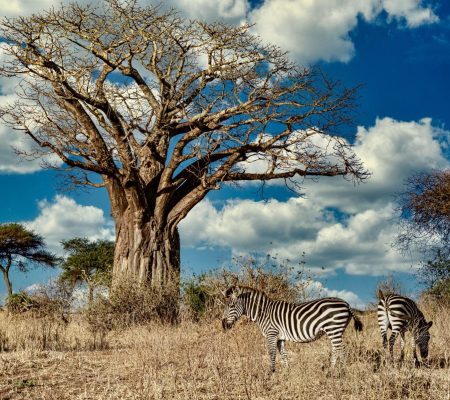 field-covered-greenery-surrounded-by-zebras-sunlight-blue-sky-min (1)