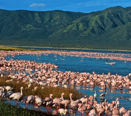 flamingos-lakes-great-rift-valley