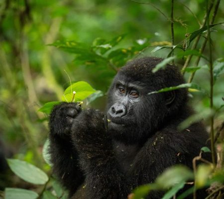 gorilla-uganda-primate-trekking-eating