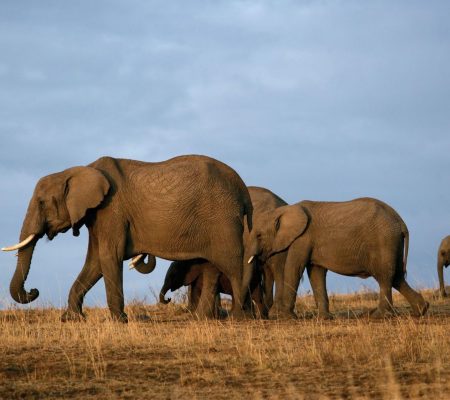 herd-of-elephant-tsavo