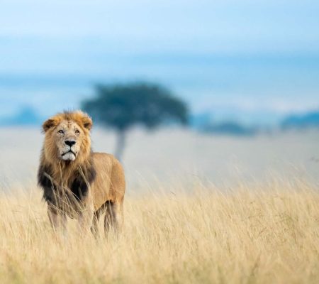 maasai-mara-game-reserve