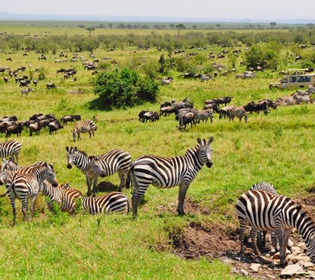 maasai-mara-great-migration