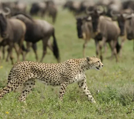 nomad_southern_serengeti-1024x615