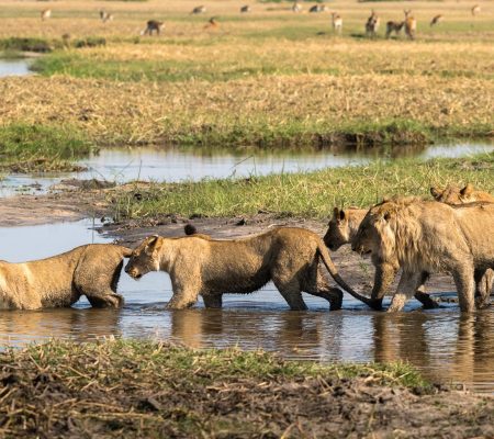 okavango-delta-park-botswana-yellow-zebra-safaris