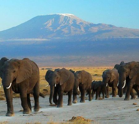 ol-tukai-lodge-elephant-herd-kilimanjaro-786x500