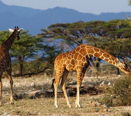 reticulated-giraffe