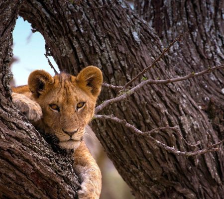 serengeti-national-park-tanzania-national-parks-nasikia-camps-game-drives-tours-tanzania-safaris-africa-lion