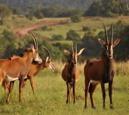 shimba-hills-kenya-antelope-01-590x390-1