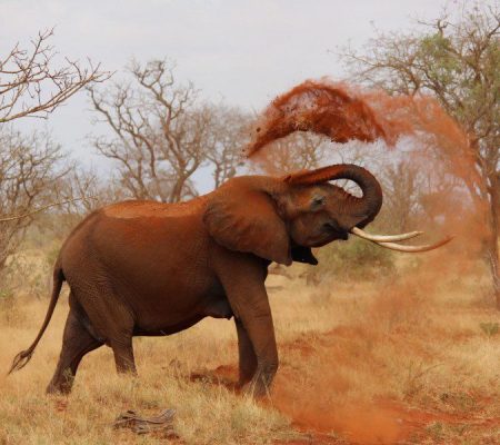 tsavo-east-national-park-1